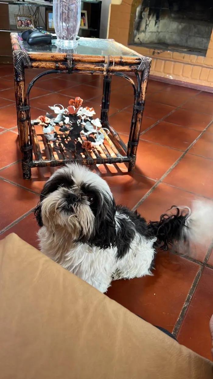 Cachorro raça Shitzu idade 4 anos nome Skipe