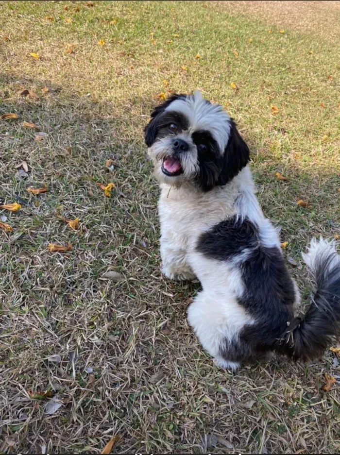 Cachorro raça Shitzu idade 4 anos nome Skipe