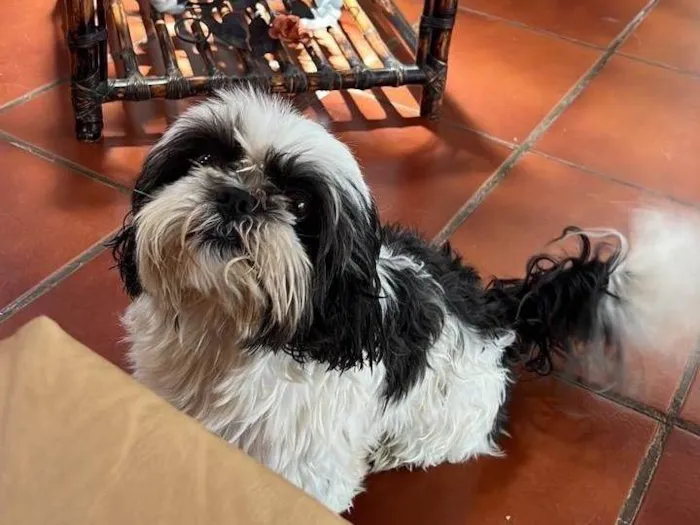 Cachorro raça Shitzu idade 4 anos nome Skipe