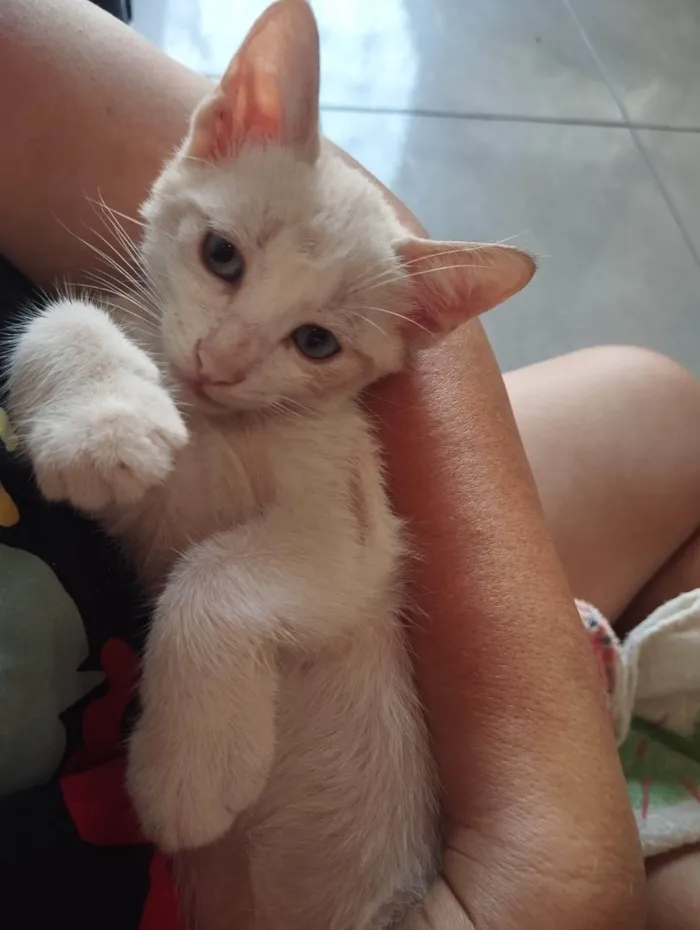 Gato ra a SRD-ViraLata idade 2 a 6 meses nome Lua