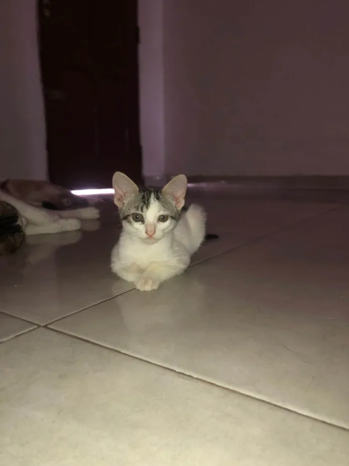 Gato ra a SRD-ViraLata idade Abaixo de 2 meses nome Floquinho