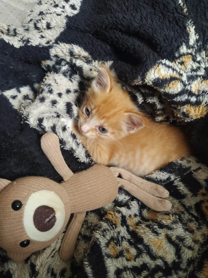 Gato raça SRD-ViraLata idade Abaixo de 2 meses nome Gatinho laranja