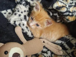 Gato raça SRD-ViraLata idade Abaixo de 2 meses nome Gatinho laranja