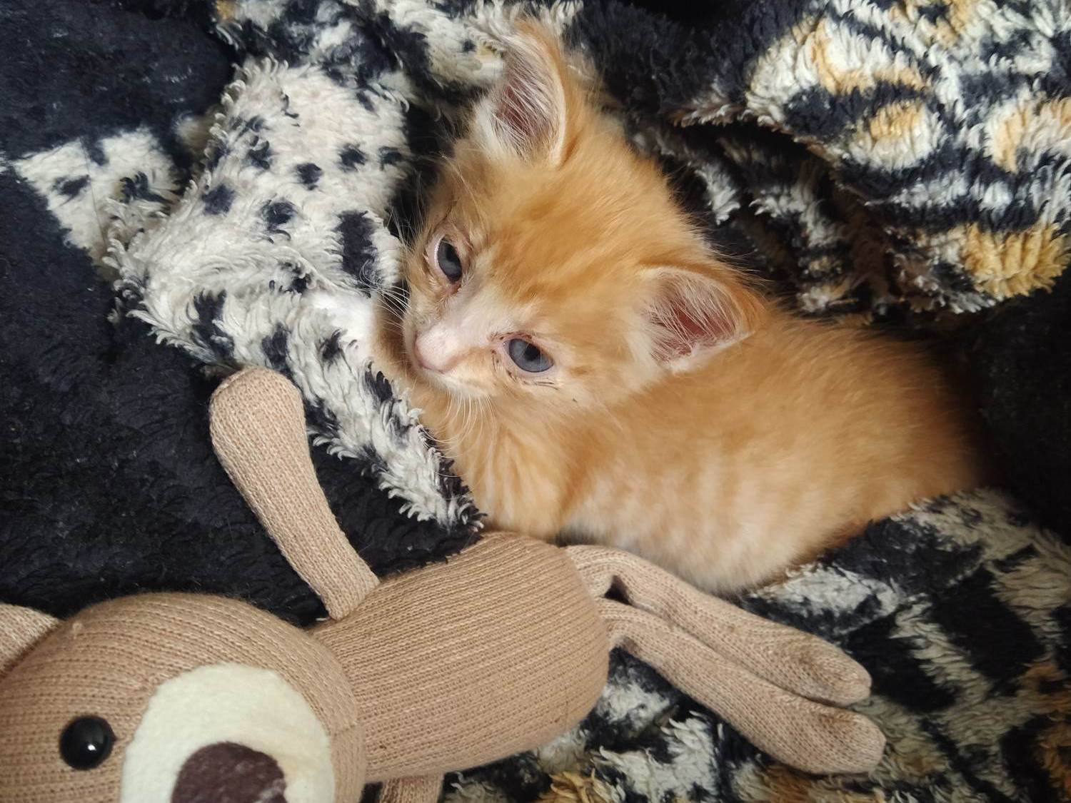 Gato raça SRD-ViraLata idade Abaixo de 2 meses nome Gatinho laranja