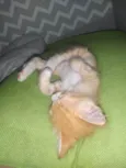 Gatinho laranja