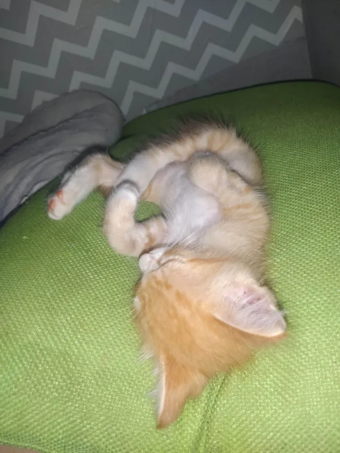 Gato ra a SRD-ViraLata idade Abaixo de 2 meses nome Gatinho laranja