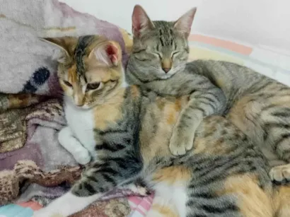 Gato raça SRD-ViraLata idade 7 a 11 meses nome Beijoqueira e gordinha