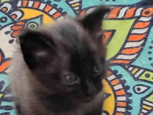 Gato raça SRD-ViraLata idade Abaixo de 2 meses nome Ainda não tem nome