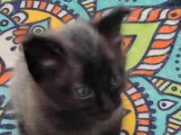 Gato raça SRD-ViraLata idade Abaixo de 2 meses nome Ainda não tem nome