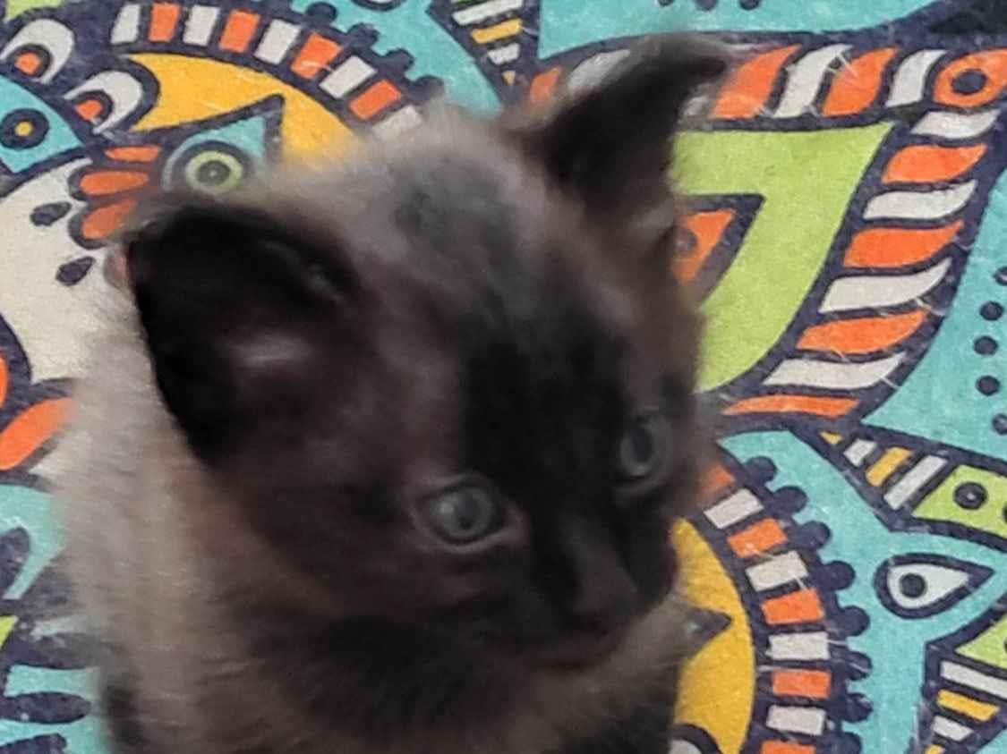 Gato ra a SRD-ViraLata idade Abaixo de 2 meses nome Ainda não tem nome