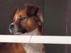 Cachorro raça SRD-ViraLata idade 1 ano nome Lucky 