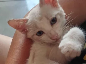 Gato raça SRD-ViraLata idade 2 a 6 meses nome Lua