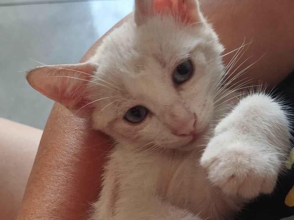 Gato ra a SRD-ViraLata idade 2 a 6 meses nome Lua