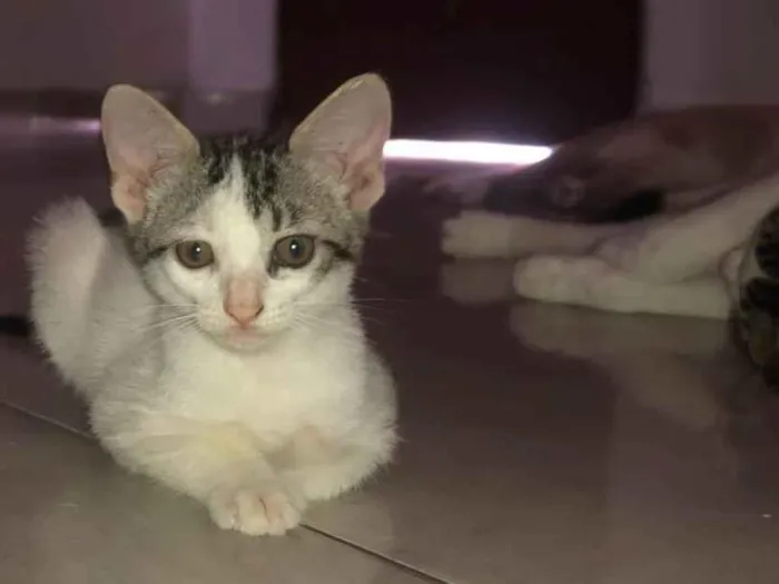 Gato raça SRD-ViraLata idade Abaixo de 2 meses nome Floquinho