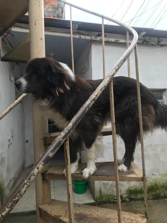 Cachorro raça SRD-ViraLata idade 1 ano nome Simba