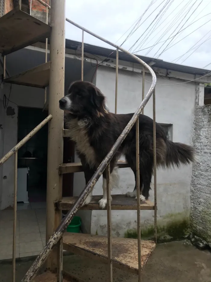Cachorro raça SRD-ViraLata idade 1 ano nome Simba