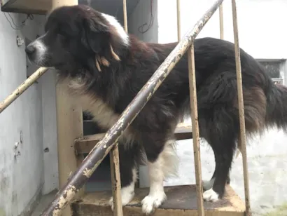 Cachorro raça SRD-ViraLata idade 1 ano nome Simba