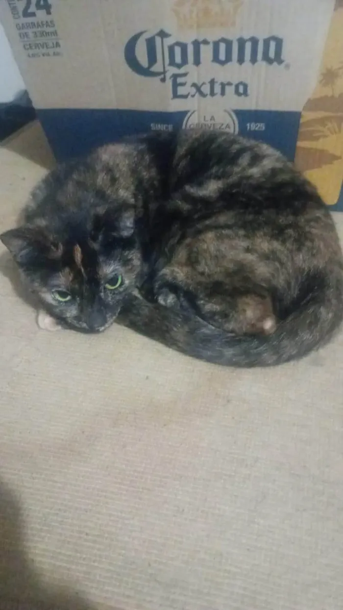 Gato ra a SRD-ViraLata idade 1 ano nome Angel 