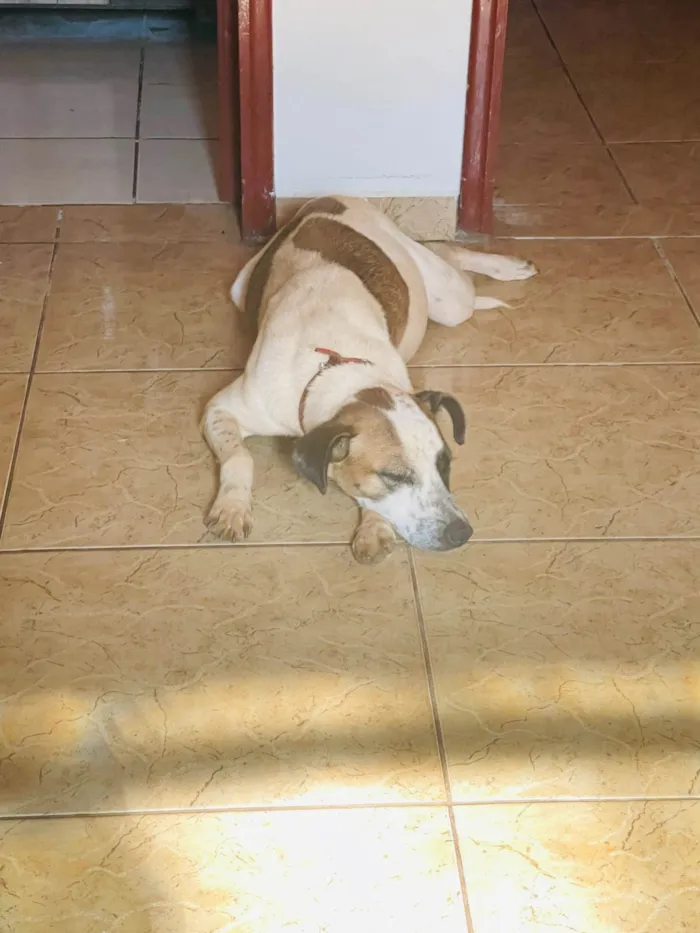 Cachorro raça SRD-ViraLata idade 7 a 11 meses nome Barça