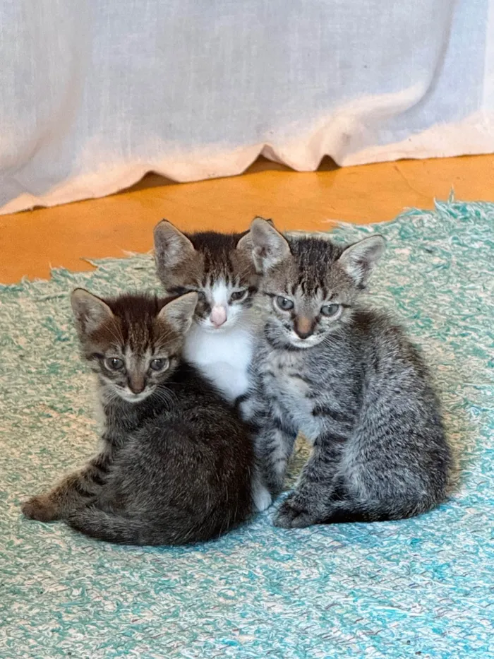 Gato raça SRD-ViraLata idade Abaixo de 2 meses nome Juliana 