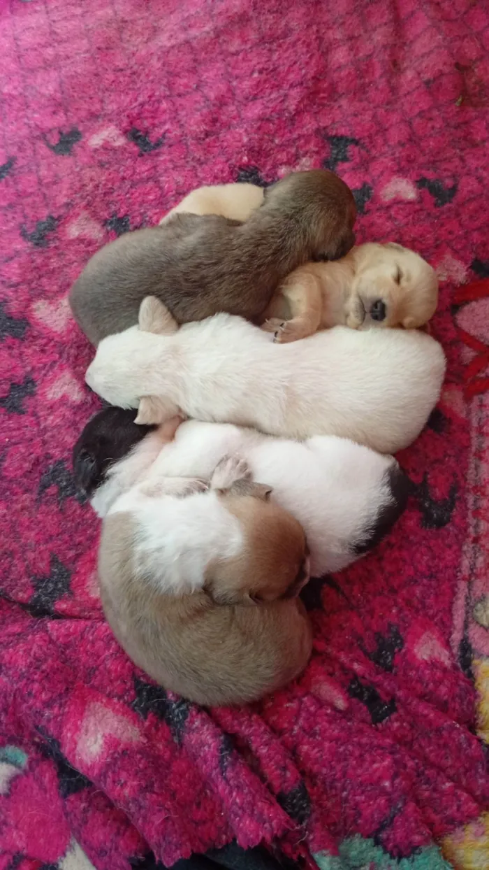 Cachorro raça SRD-ViraLata idade Abaixo de 2 meses nome Não tem 