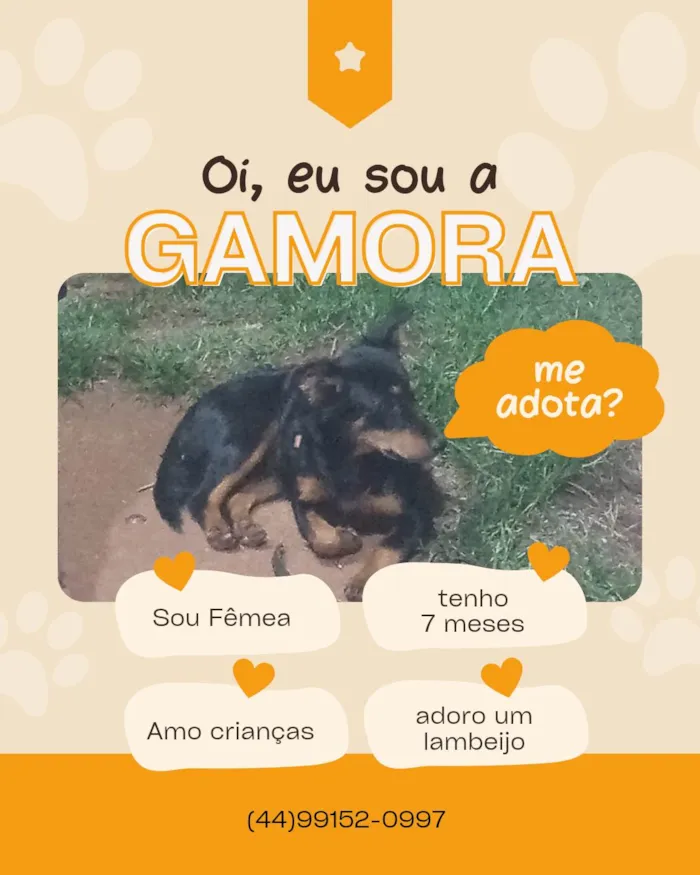 Cachorro raça SRD-ViraLata idade 7 a 11 meses nome Gamora Maria 
