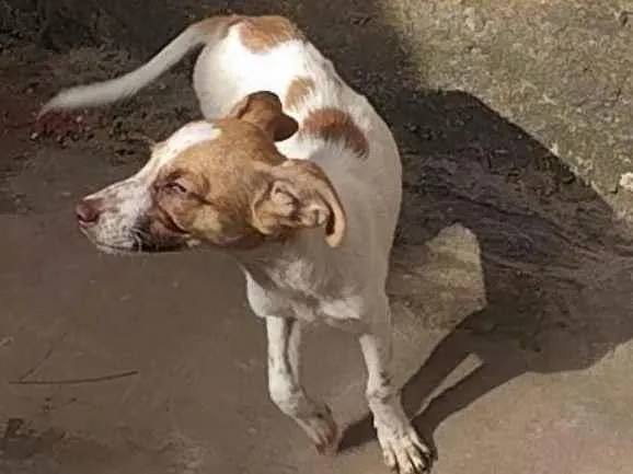 Cachorro raça SRD-ViraLata idade 2 a 6 meses nome Branquinha e bolinha 