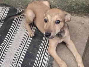 Cachorro raça SRD-ViraLata idade 2 a 6 meses nome Bolinha 