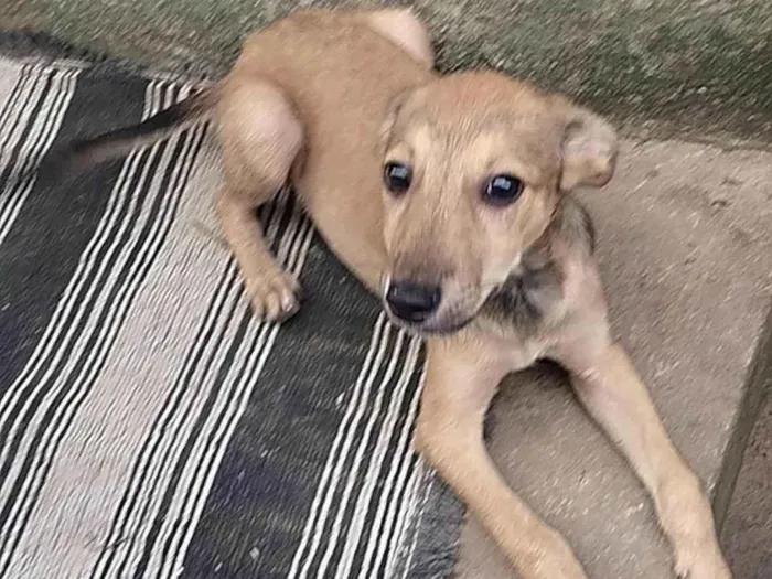 Cachorro raça SRD-ViraLata idade 2 a 6 meses nome Bolinha 