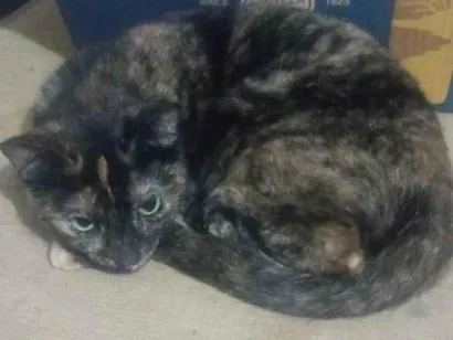 Gato raça SRD-ViraLata idade 1 ano nome Angel 