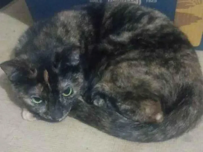 Gato ra a SRD-ViraLata idade 1 ano nome Angel 