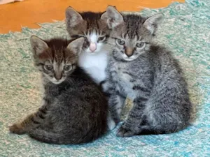 Gato raça SRD-ViraLata idade Abaixo de 2 meses nome Juliana 