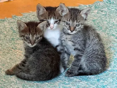 Gato raça SRD-ViraLata idade Abaixo de 2 meses nome Juliana 