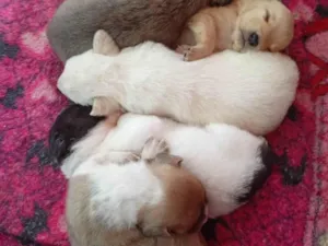 Cachorro raça SRD-ViraLata idade Abaixo de 2 meses nome Não tem 