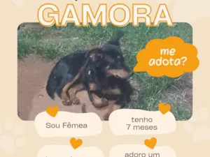Cachorro raça SRD-ViraLata idade 7 a 11 meses nome Gamora Maria 