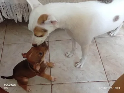 Cachorro raça SRD-ViraLata idade Abaixo de 2 meses nome Cora