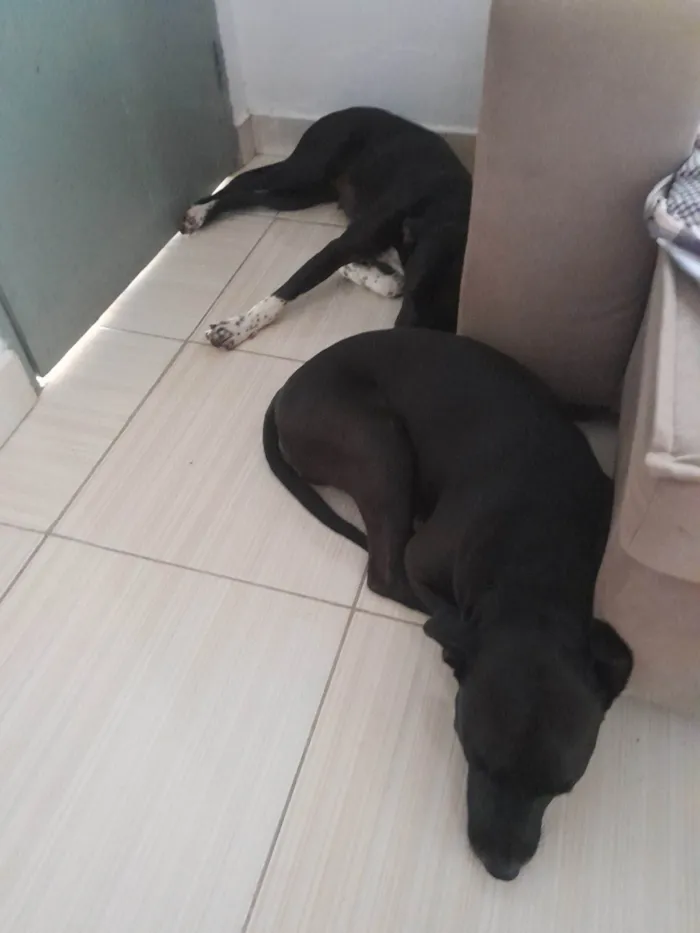 Cachorro raça Pit-Bull idade 2 a 6 meses nome ELIANA ANDRESSA DOMINGOS