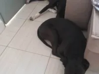 Cachorro raça Pit-Bull idade 2 a 6 meses nome ELIANA ANDRESSA DOMINGOS