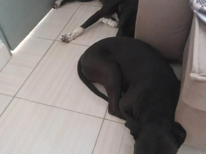 Cachorro raça Pit-Bull idade 2 a 6 meses nome ELIANA ANDRESSA DOMINGOS