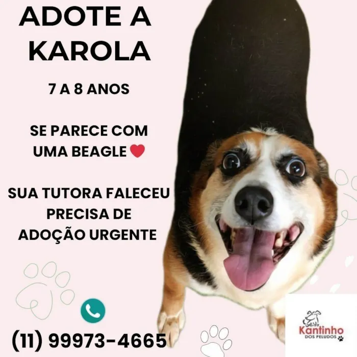 Cachorro raça SRD-ViraLata idade 6 ou mais anos nome Karola