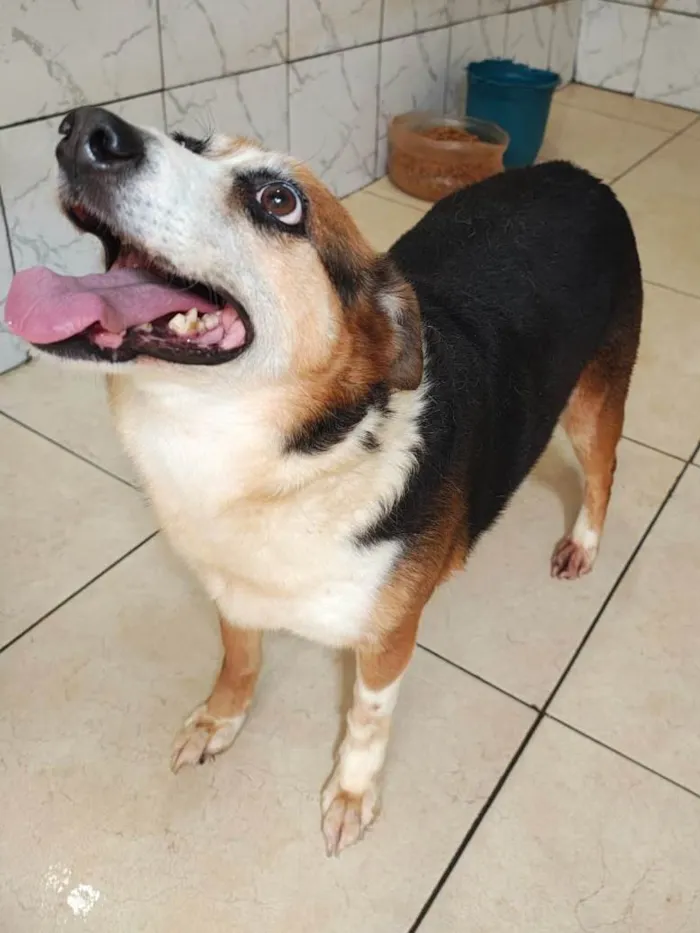 Cachorro raça SRD-ViraLata idade 6 ou mais anos nome Karola