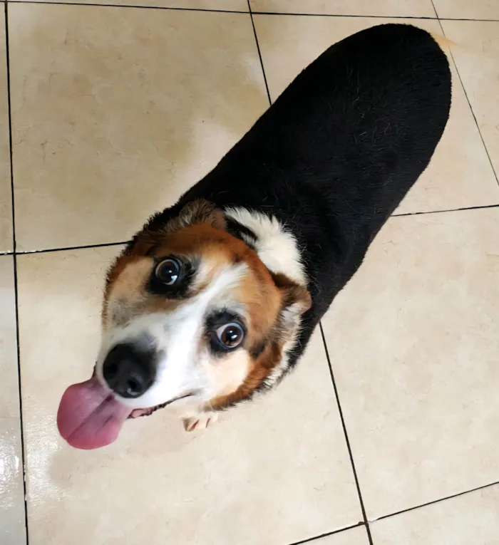 Cachorro raça SRD-ViraLata idade 6 ou mais anos nome Karola