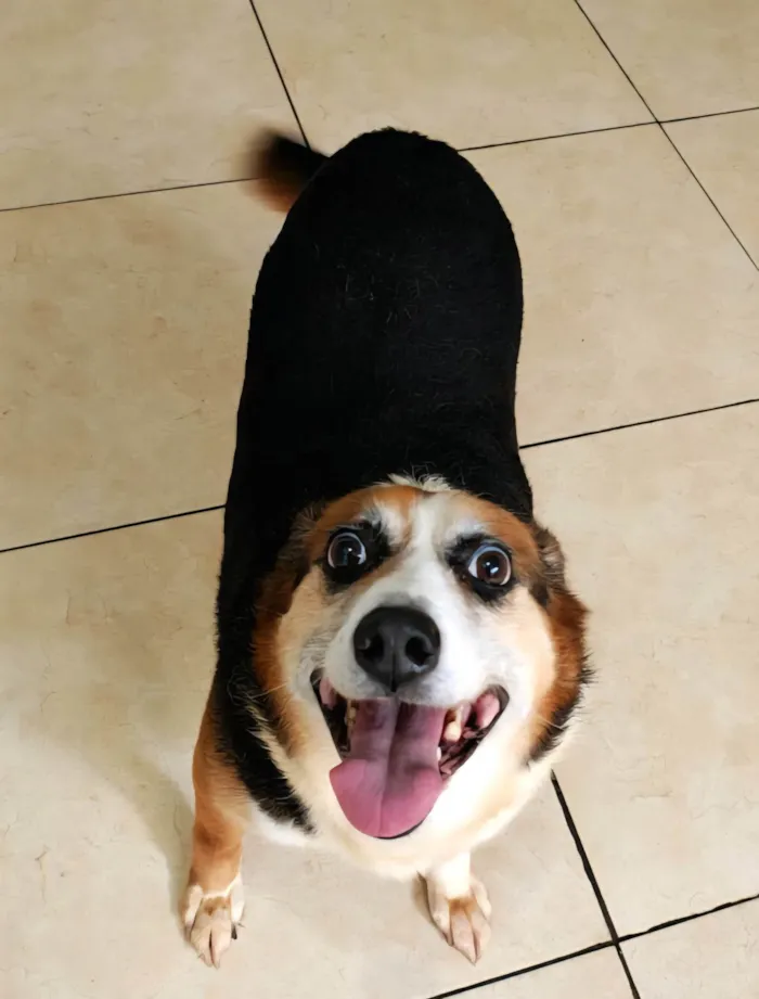 Cachorro raça SRD-ViraLata idade 6 ou mais anos nome Karola