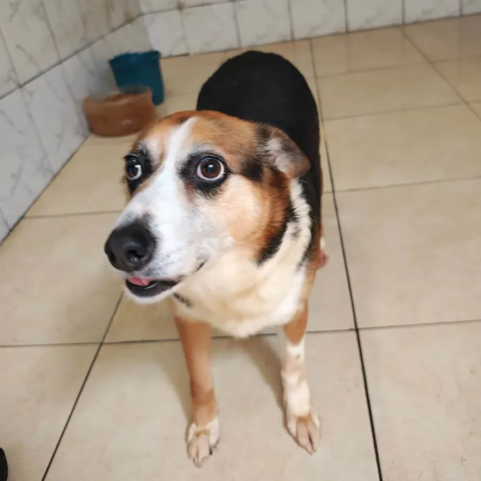 Cachorro raça SRD-ViraLata idade 6 ou mais anos nome Karola
