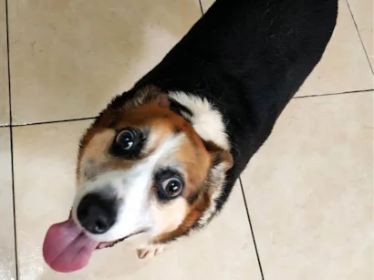 Cachorro raça SRD-ViraLata idade 6 ou mais anos nome Karola