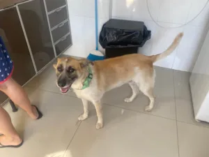 Cachorro raça SRD-ViraLata idade 1 ano nome Caramela
