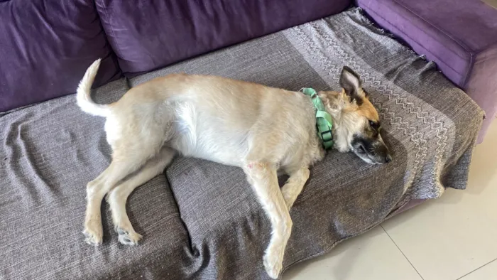 Cachorro raça SRD-ViraLata idade 1 ano nome Caramela