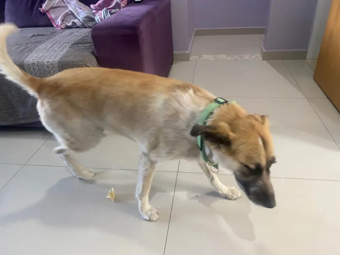 Cachorro raça SRD-ViraLata idade 1 ano nome Caramela