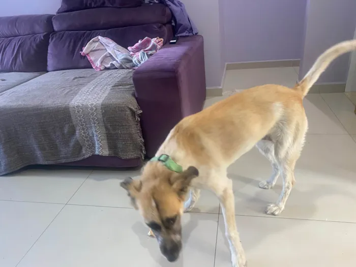 Cachorro raça SRD-ViraLata idade 1 ano nome Caramela