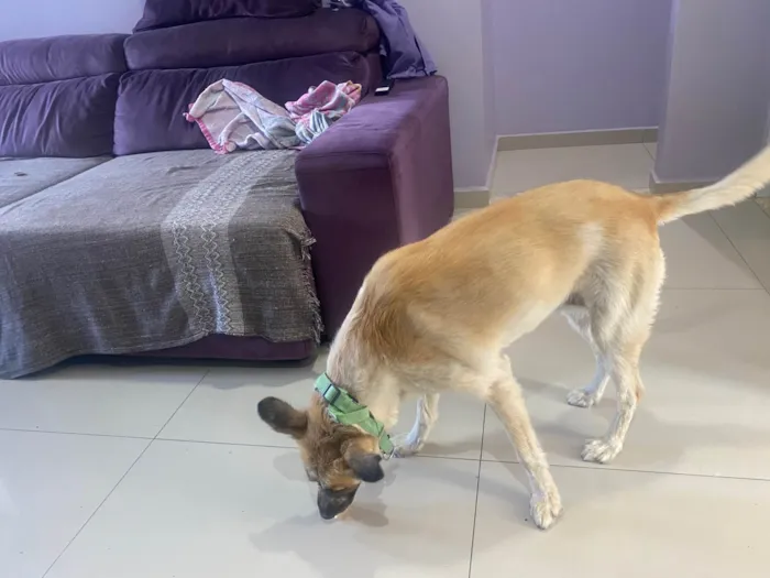 Cachorro raça SRD-ViraLata idade 1 ano nome Caramela